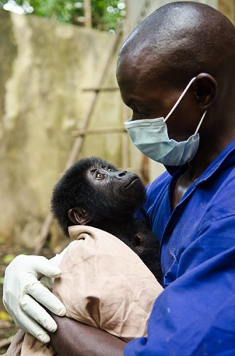 Спасение детеныша гориллы
