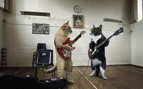 Кошачья рок-группа