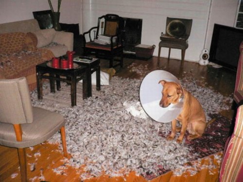 Что собаки сделали с квартирой