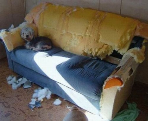 Что собаки сделали с квартирой