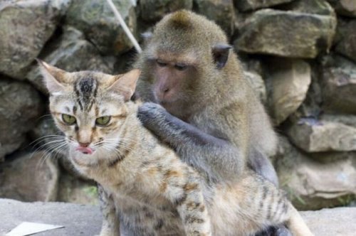 Дружная компания кошек и обезьян