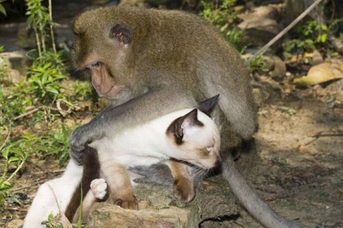 Дружная компания кошек и обезьян