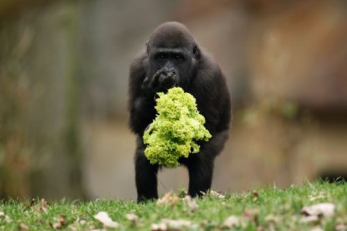 Лучшие фото животных за 2011 год
