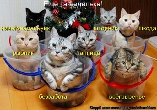 Котоматрица свежак (26 фото)