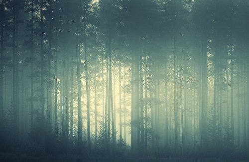 Великолепные фотографии тумана