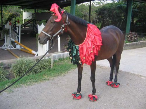 Странные лошадиные костюмы