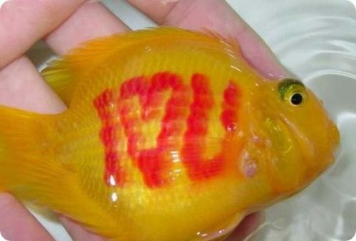 Татуировки для рыбок