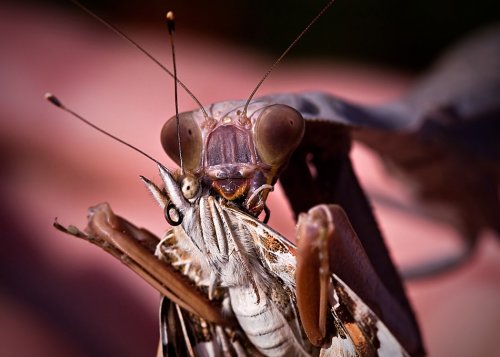 Красочные макрофотографии насекомых