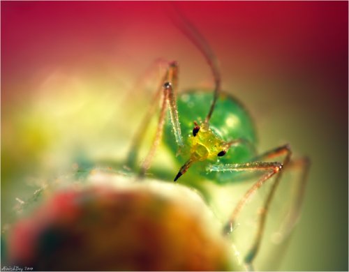 Красочные макрофотографии насекомых