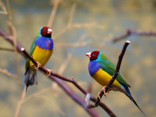 Невероятно красивые фото птиц