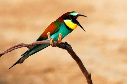 Невероятно красивые фото птиц