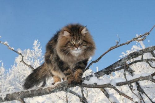 Шикарный сибирский кот