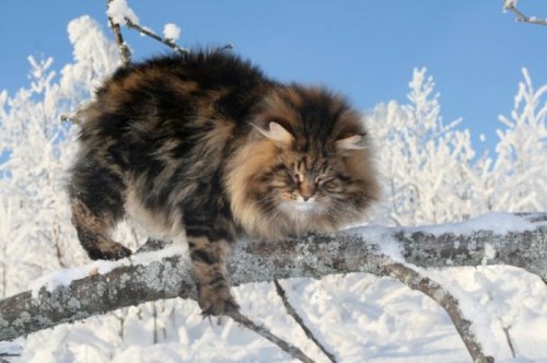 Шикарный сибирский кот