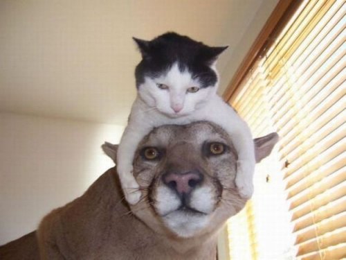 Кошки как шапки