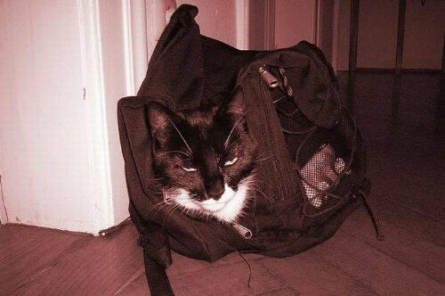 Котэ спрятался в сумке