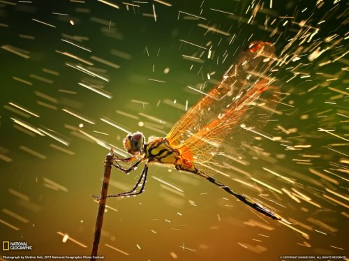 Лучшие фото National Geographic за декабрь 2011