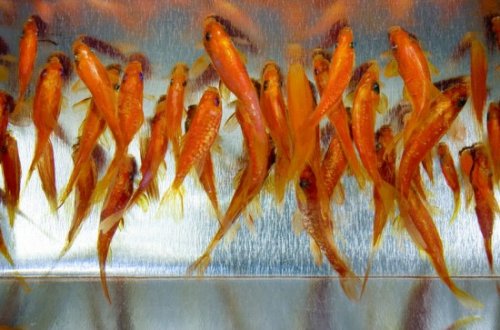 Золотые рыбки от Рюсуке Фукахори