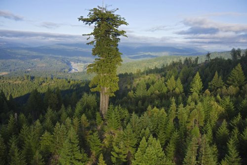 Самые высокие деревья