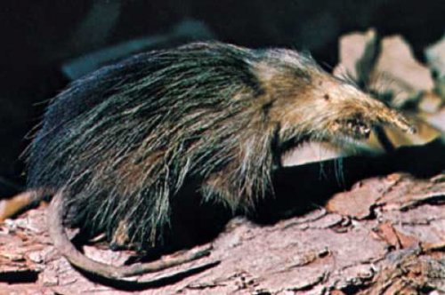 10 видов животных, заново найденных в этом столетии