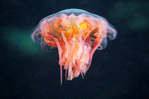 Свежая фото-подборка медуз от Александра Семенова