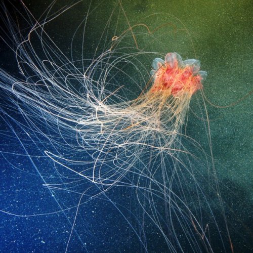 Свежая фото-подборка медуз от Александра Семенова