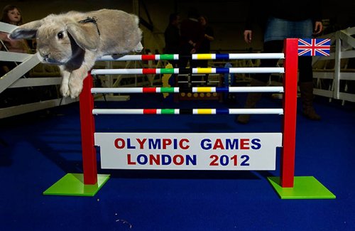 В Лондоне прошла кроличья Олимпиада