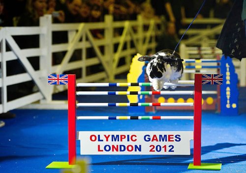 В Лондоне прошла кроличья Олимпиада
