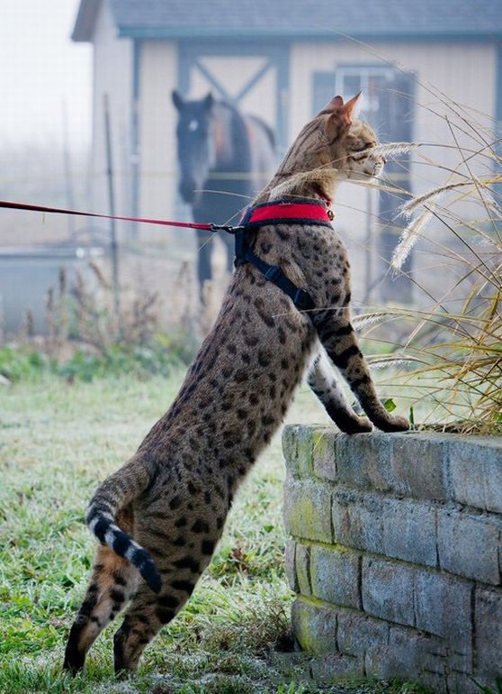 Trouble - самый длинный в мире кот