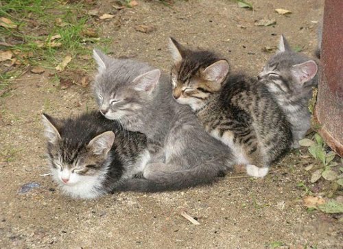 Кошки, спящие в странных позах
