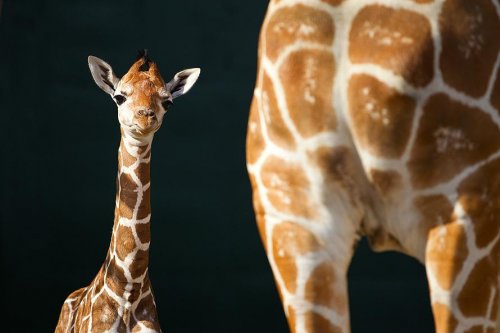 Первый детеныш жирафа в 2012 году в зоопарке Тампа Бэй