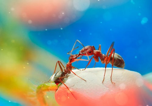 Сюрреалистичные макро-фотографии насекомых