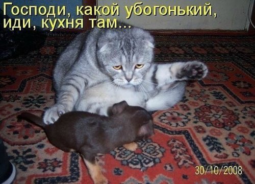 Смешные фото животных и котоматрицы