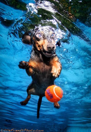 Собаки ловят мячик под водой