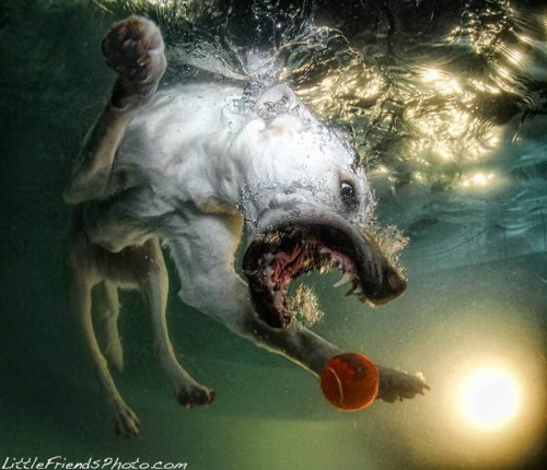 Собаки ловят мячик под водой