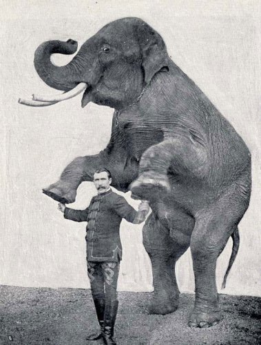 Ретро-фотографии слонов