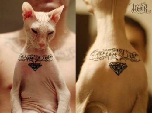 Татуировка для кота