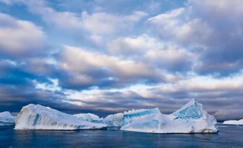 Обитатели Арктики и Антарктики