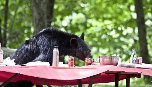 Голодный медведь помешал семейному пикнику