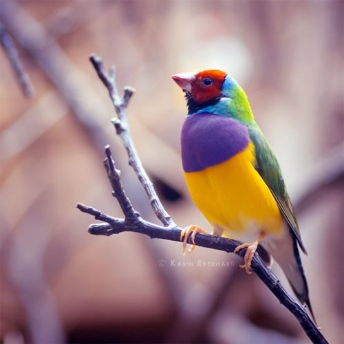 Красивые фотографии птиц