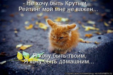 Смешная котоматрица