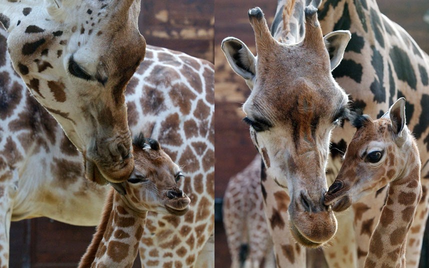 Сколько всего детенышей жирафа родилось за два. Жираф Ротшильда. Детеныш жирафа. Детеныши Жирафов. Жираф с детенышем.