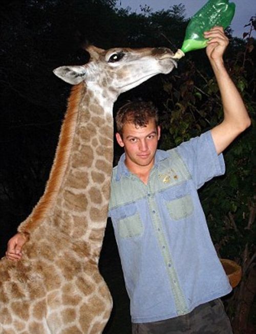 Домашний жираф по кличке Финни