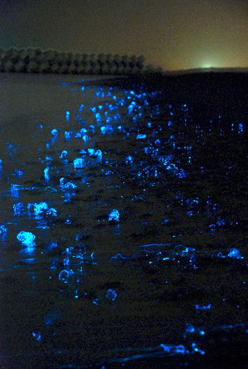 Светящиеся медузы в Японии