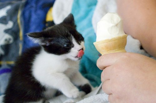 Кошки и мороженое