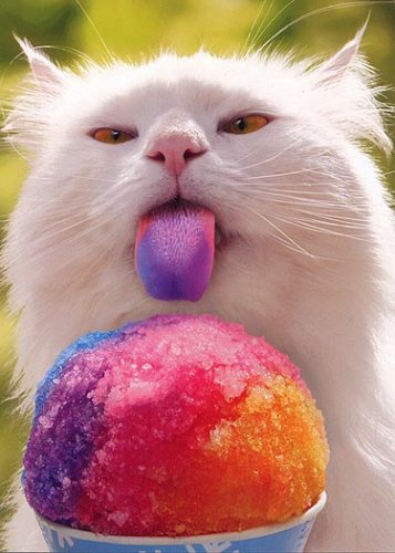 Кошки и мороженое