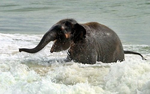 Слонёнок на пляже