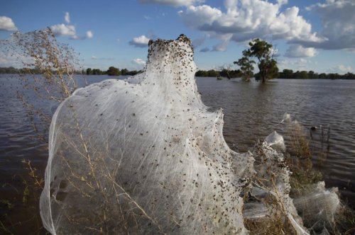Нашествие пауков после наводнения в Австралии