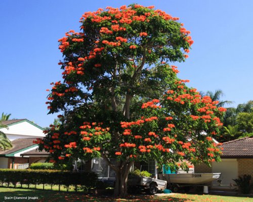 Удивительное африканское тюльпанное дерево