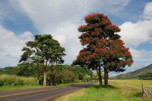 Удивительное африканское тюльпанное дерево