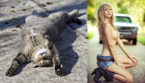 Коты и девушки